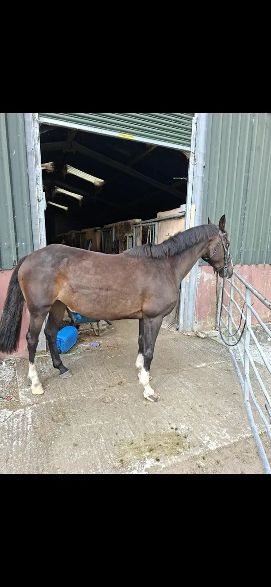 Irish sports horse - Image 3