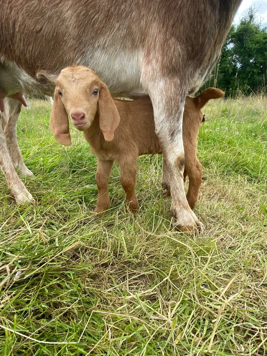 Selection of goats - Image 1