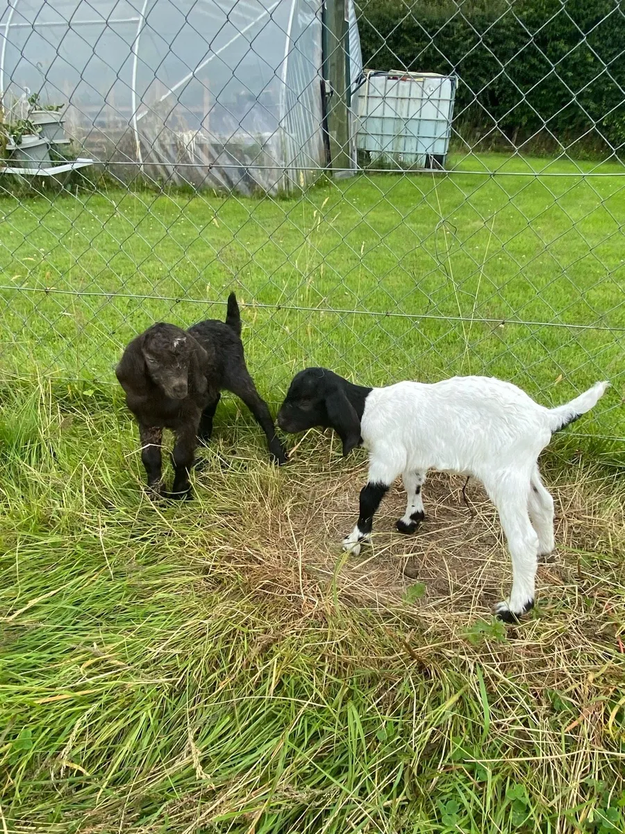 Selection of goats - Image 2