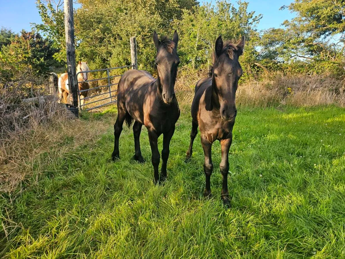 Friesian Colt and Filly - Image 1