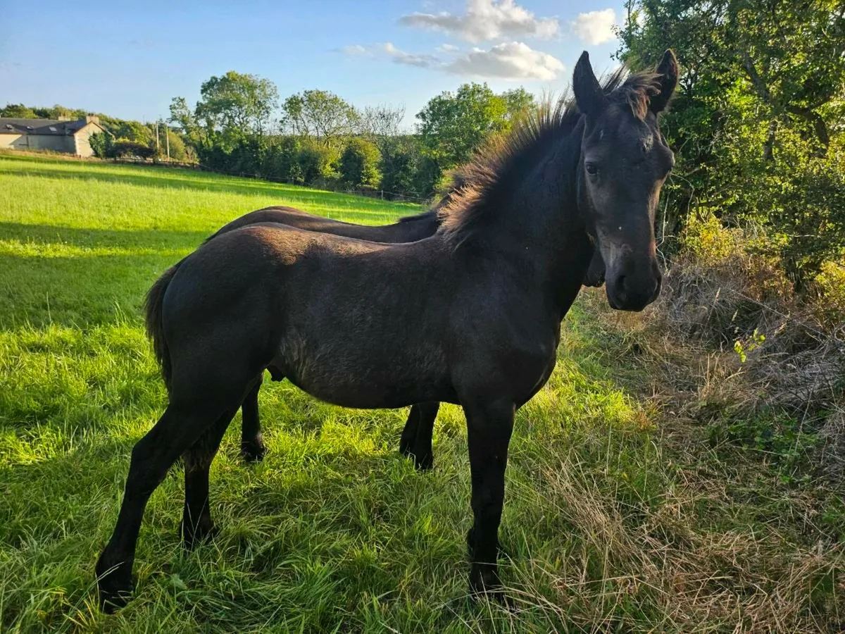 Friesian Colt and Filly - Image 2