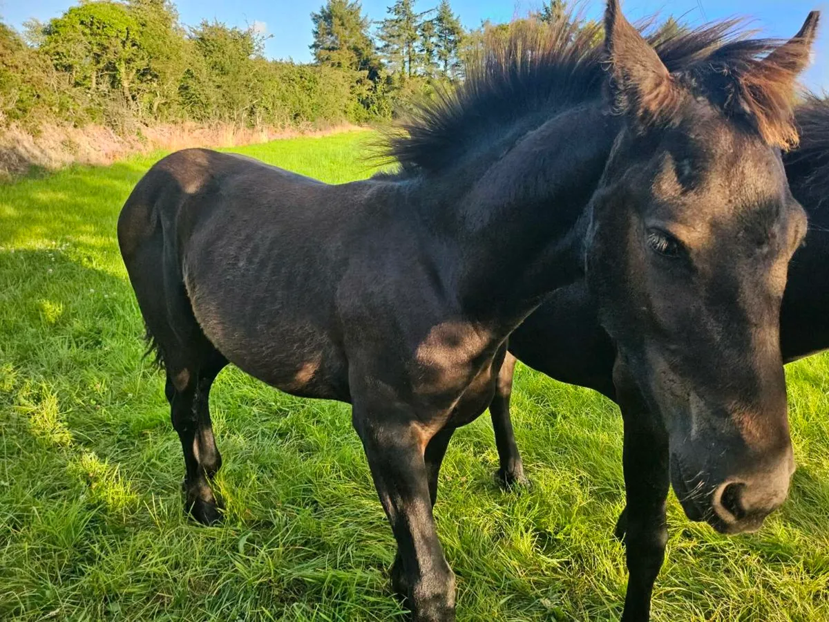 Friesian Colt and Filly - Image 3