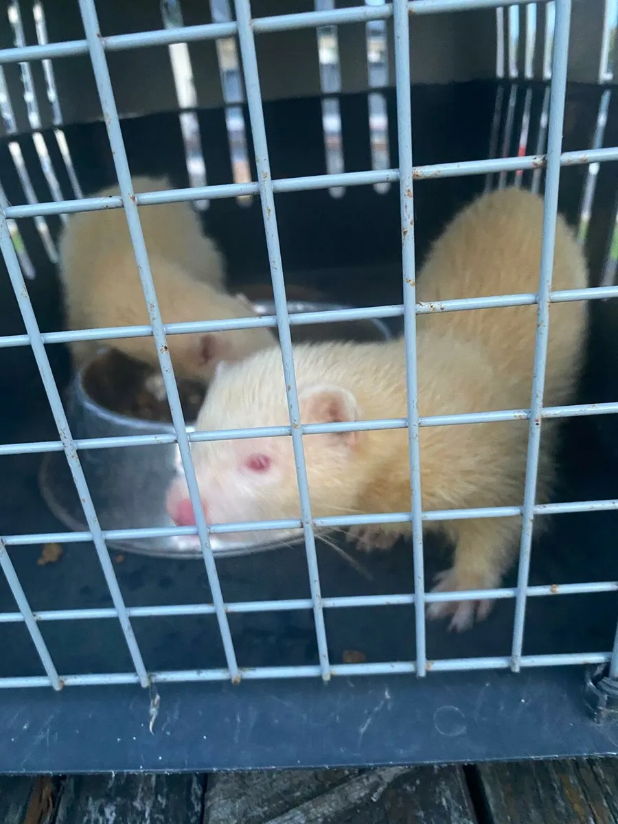 FERRETS - Image 2