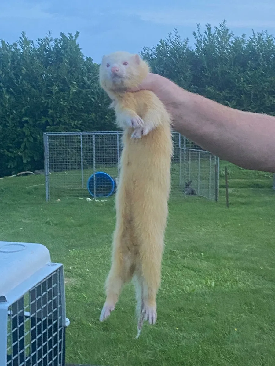 FERRETS - Image 3
