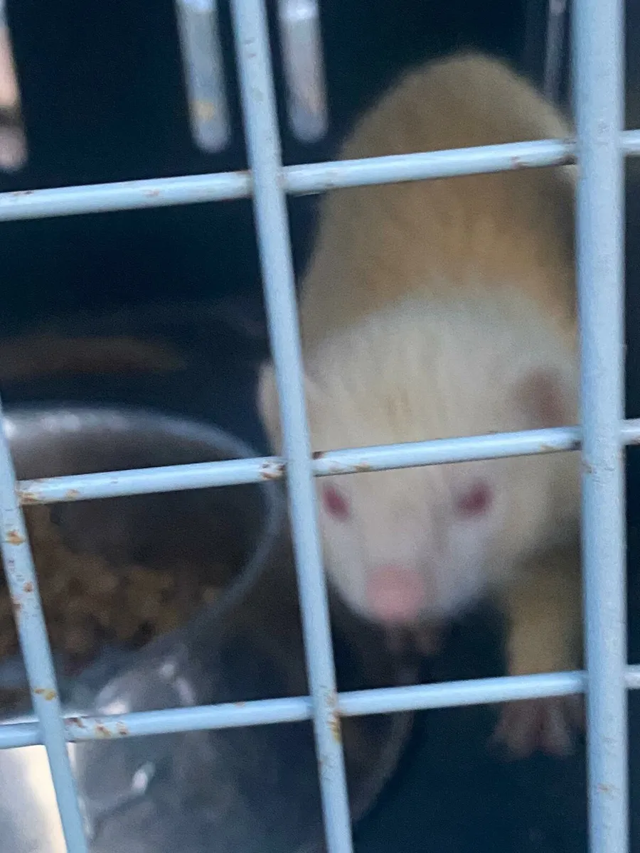 FERRETS - Image 4