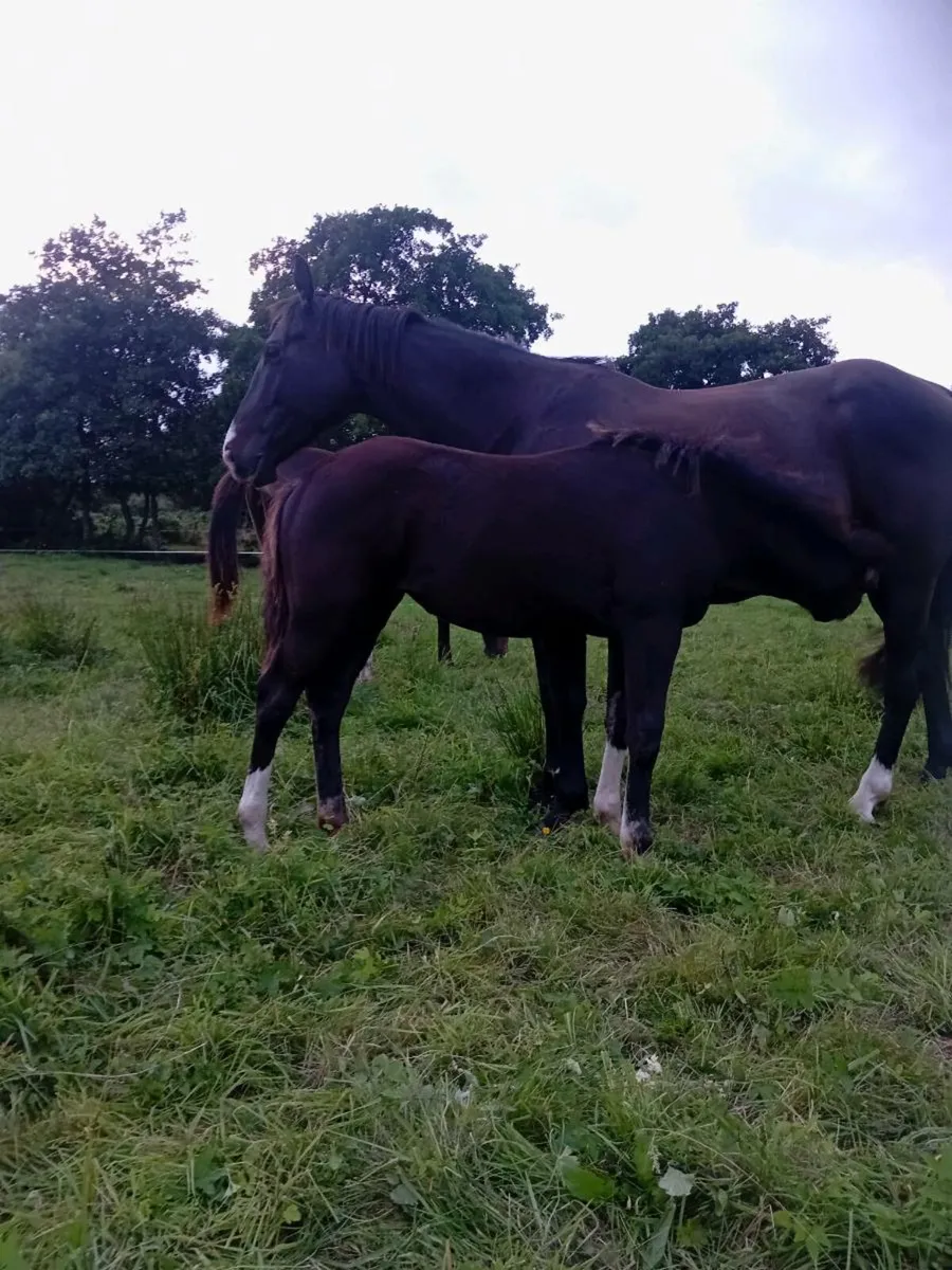 Filly foal - Image 1
