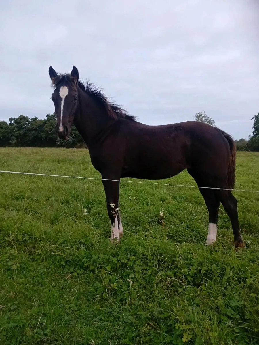 Filly foal - Image 2