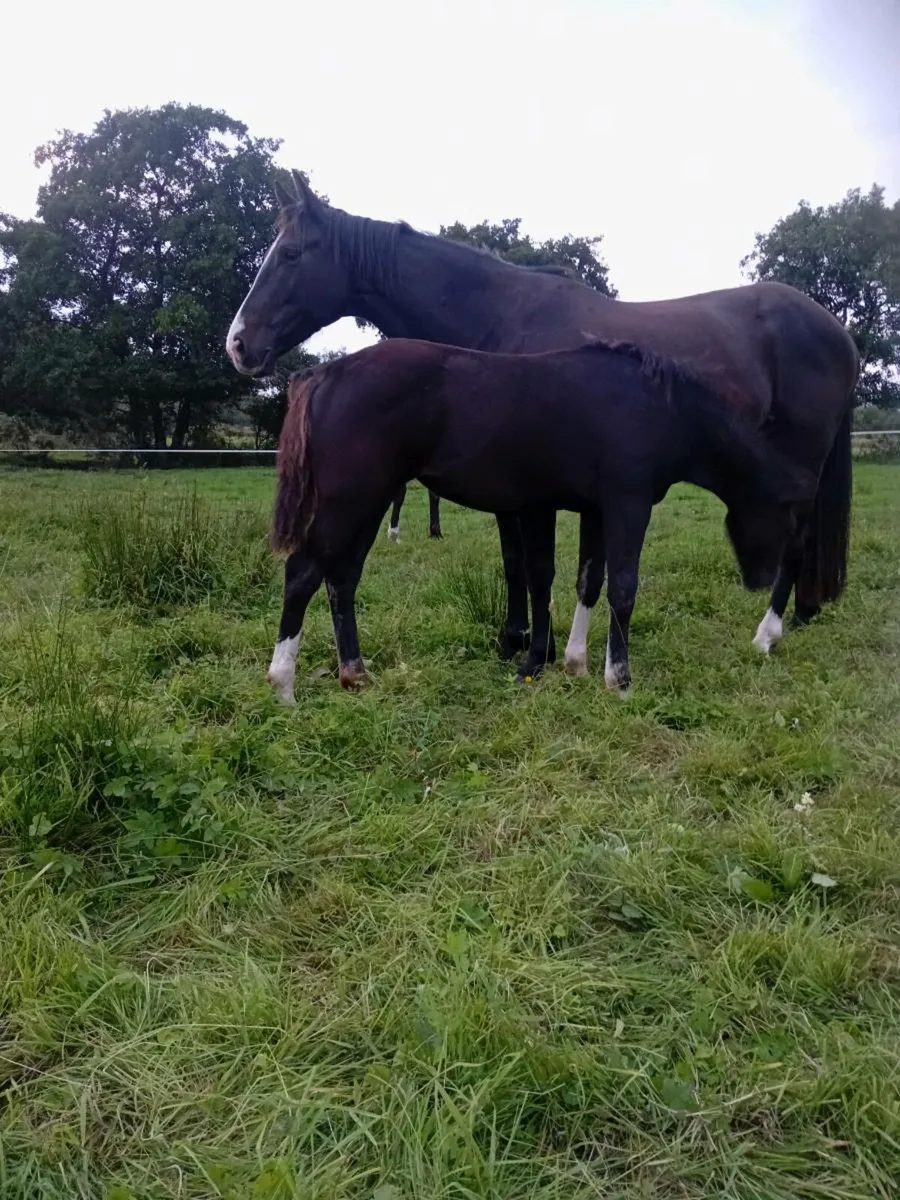 Filly foal - Image 3