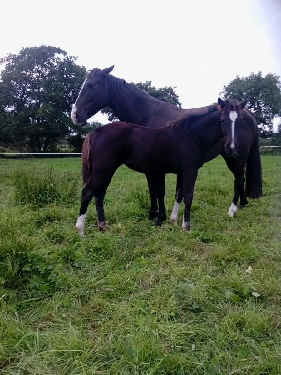 Filly foal - Image 4