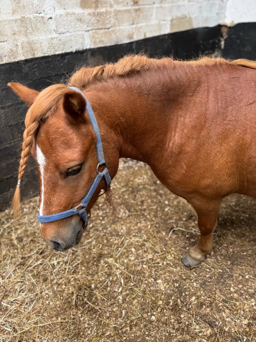 Shetland gelding - Image 1
