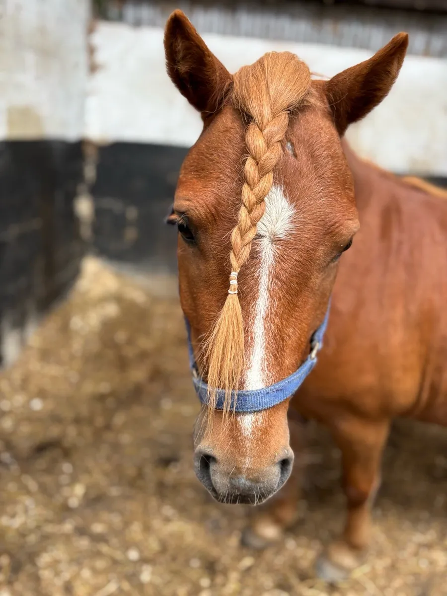 Shetland gelding - Image 2