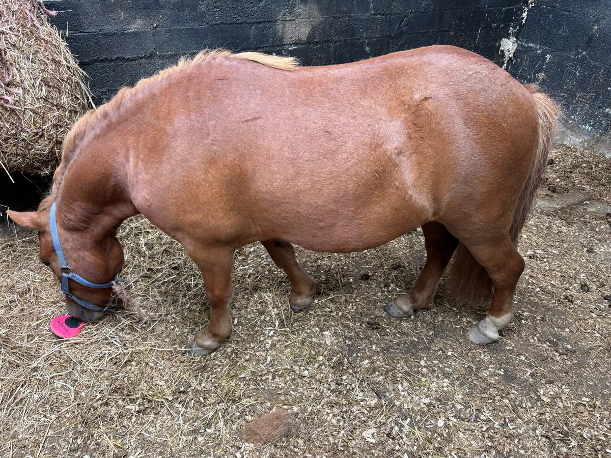 Shetland gelding - Image 3