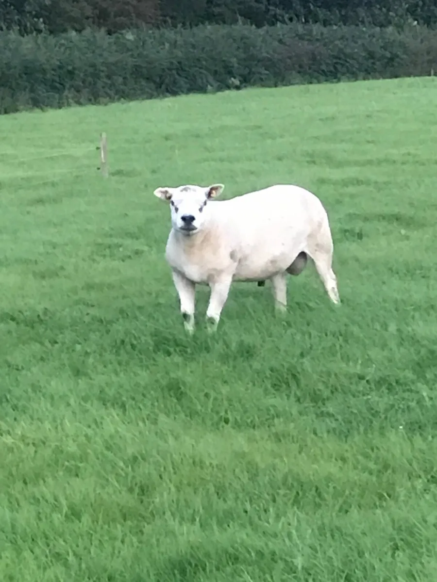Rams - Image 1