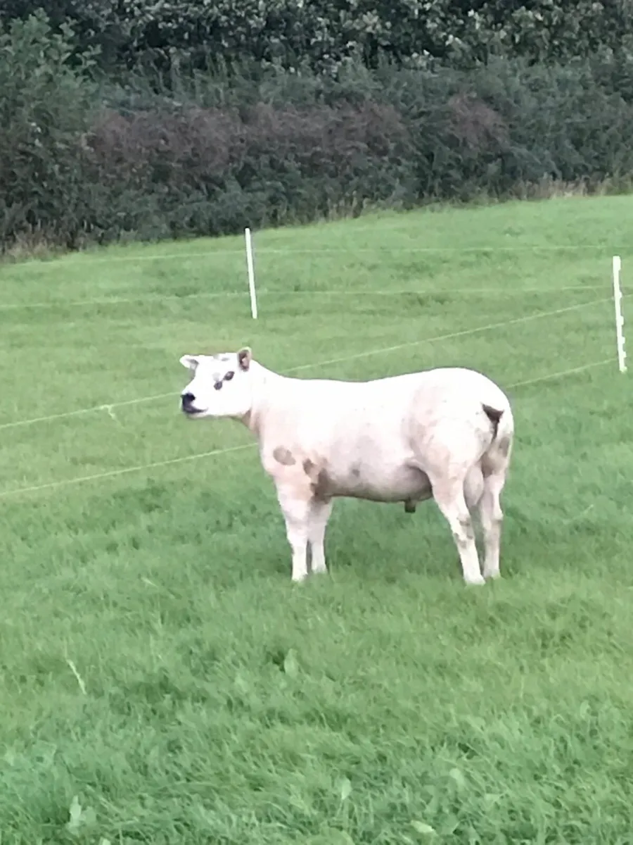 Rams - Image 2
