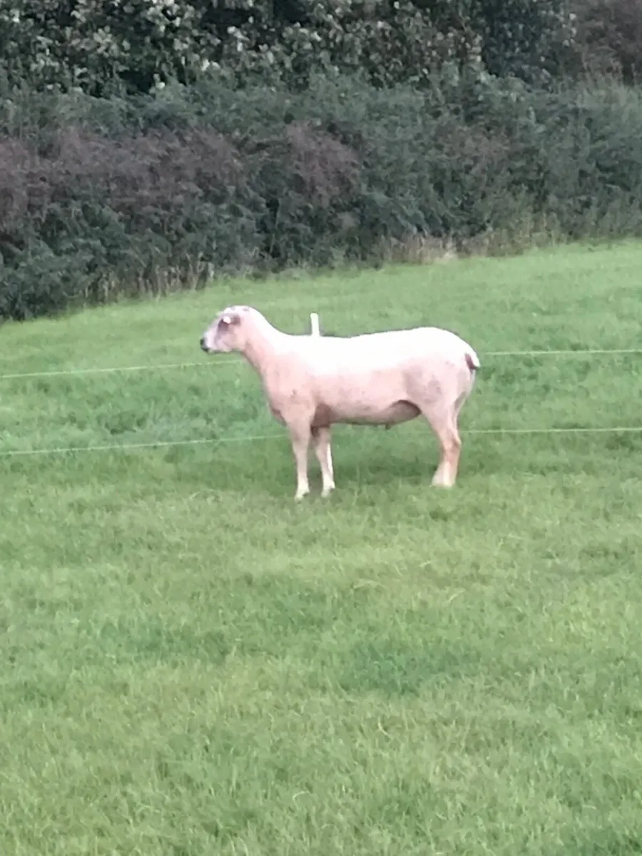 Rams - Image 4