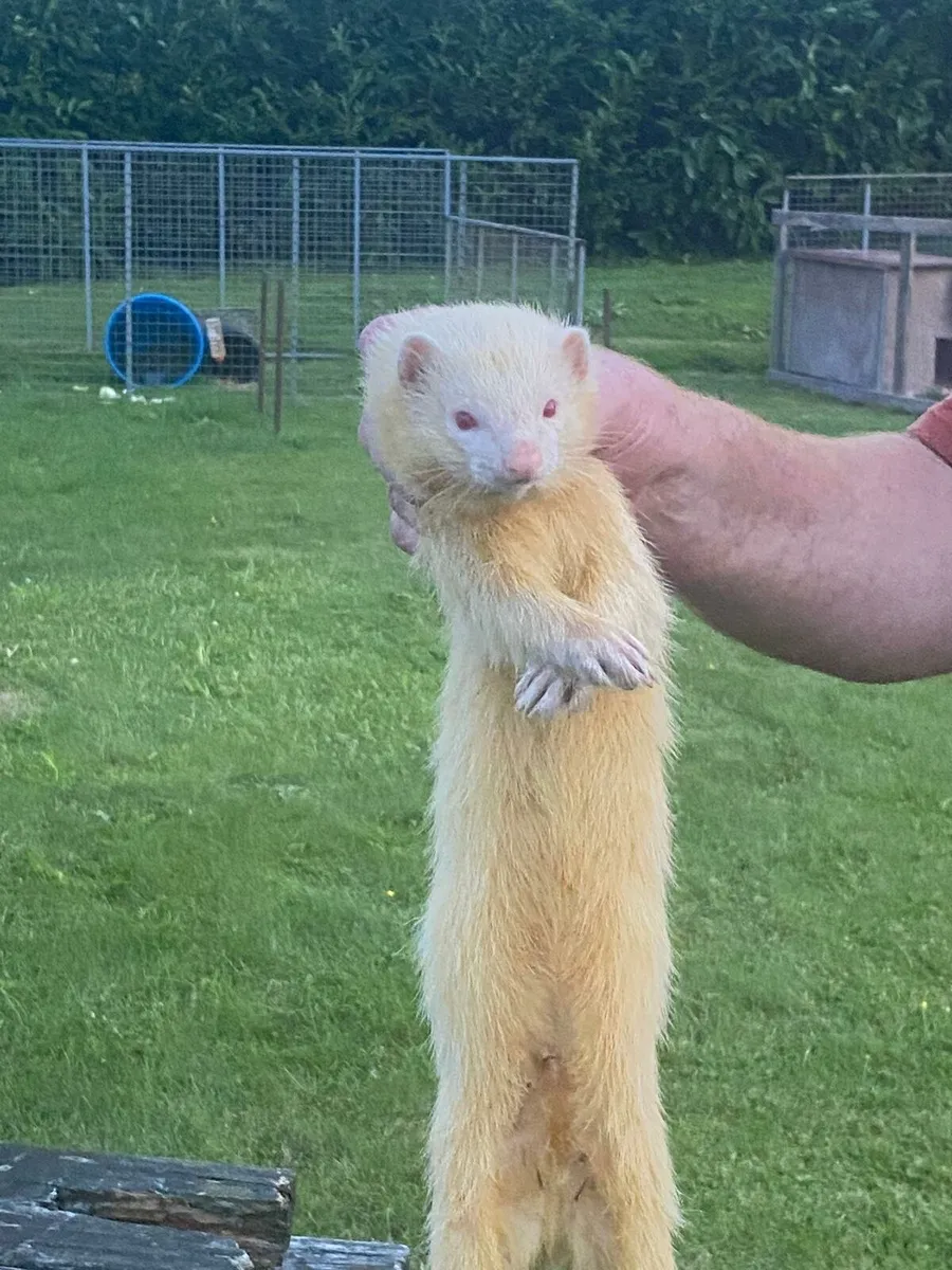FERRETS - Image 1
