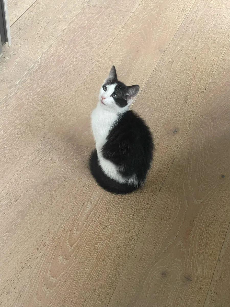Kitten - Image 2