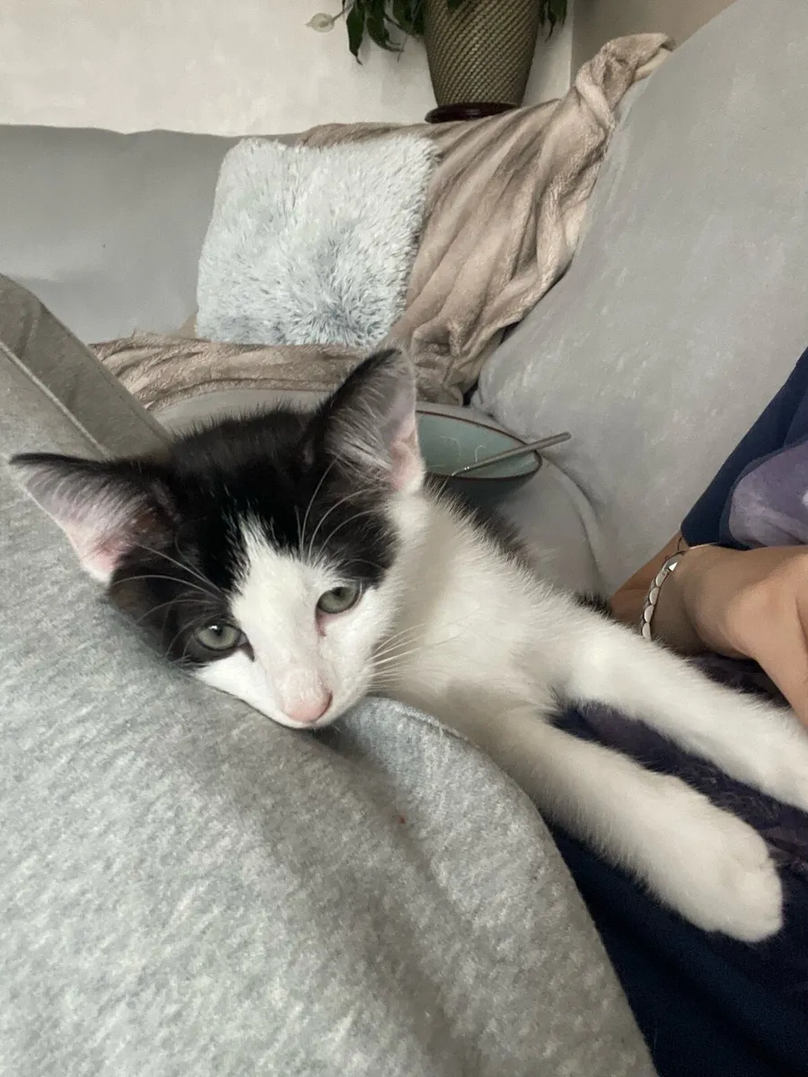 Kitten - Image 3