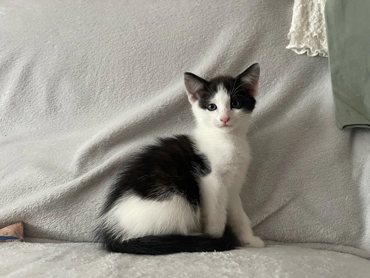Kitten - Image 4