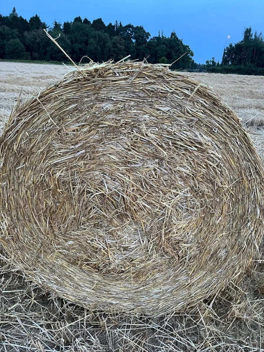 Barley Straw - Image 4