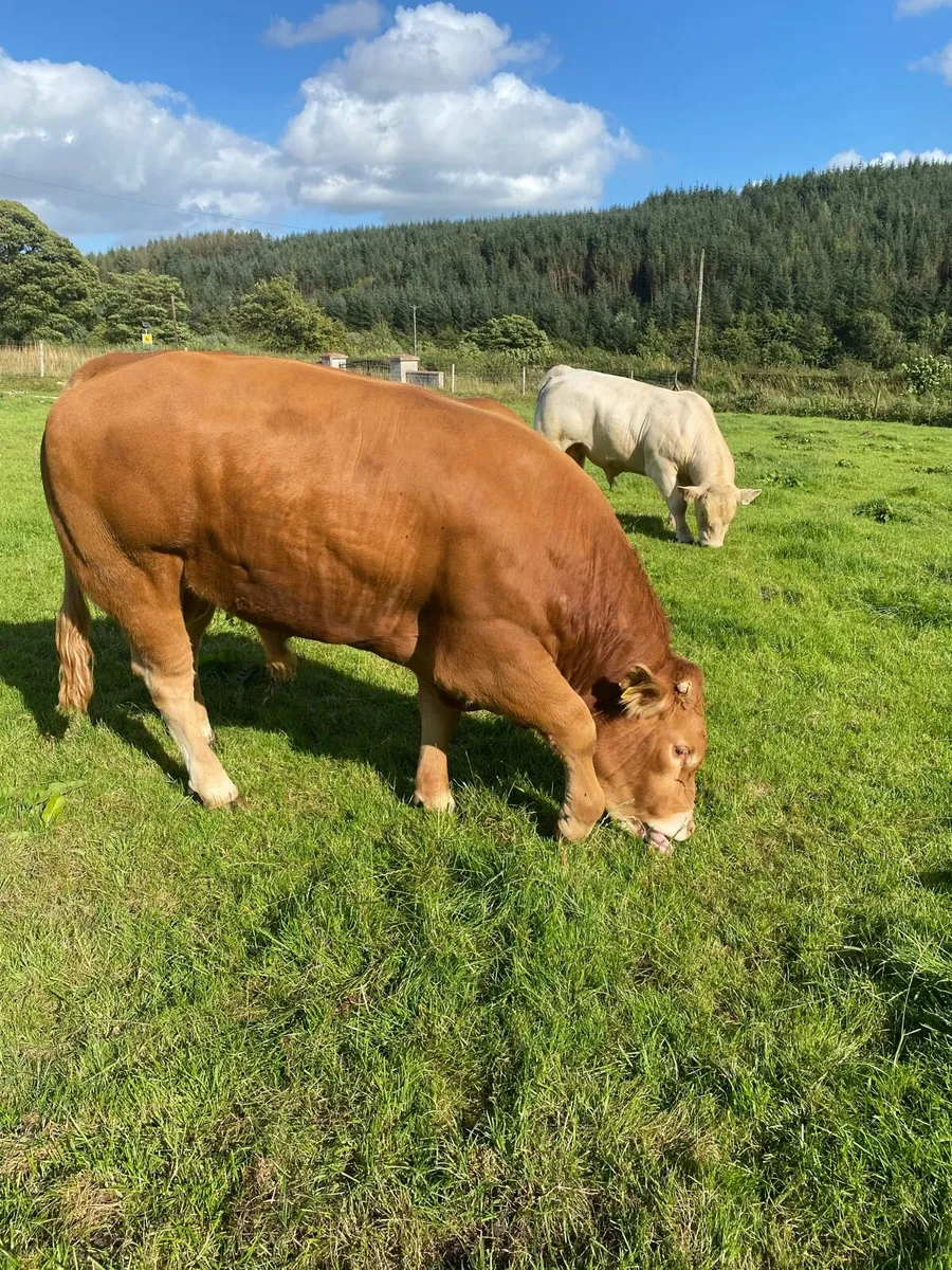 CH & LM Bulls - Image 1