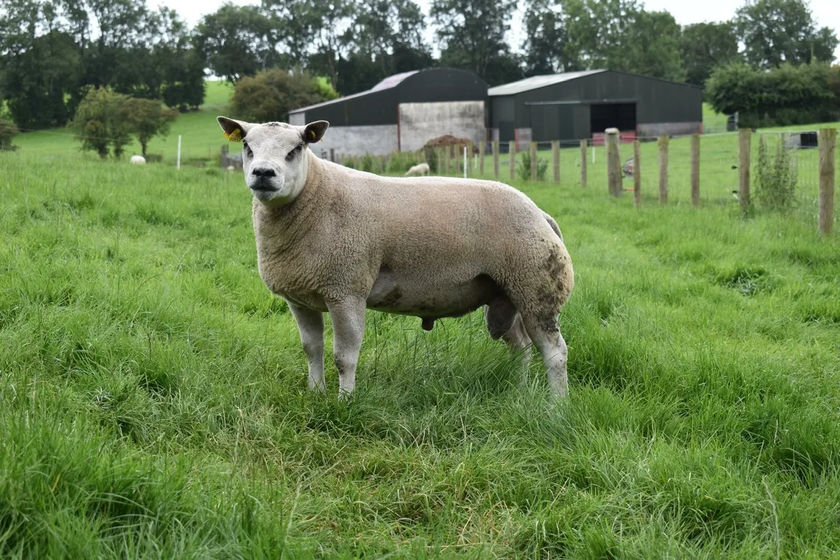 Beltex Shearling Rams & Ram lambs - Image 1