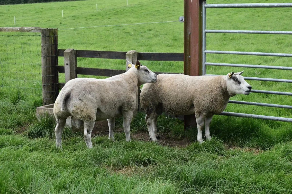 Beltex Shearling Rams & Ram lambs - Image 2