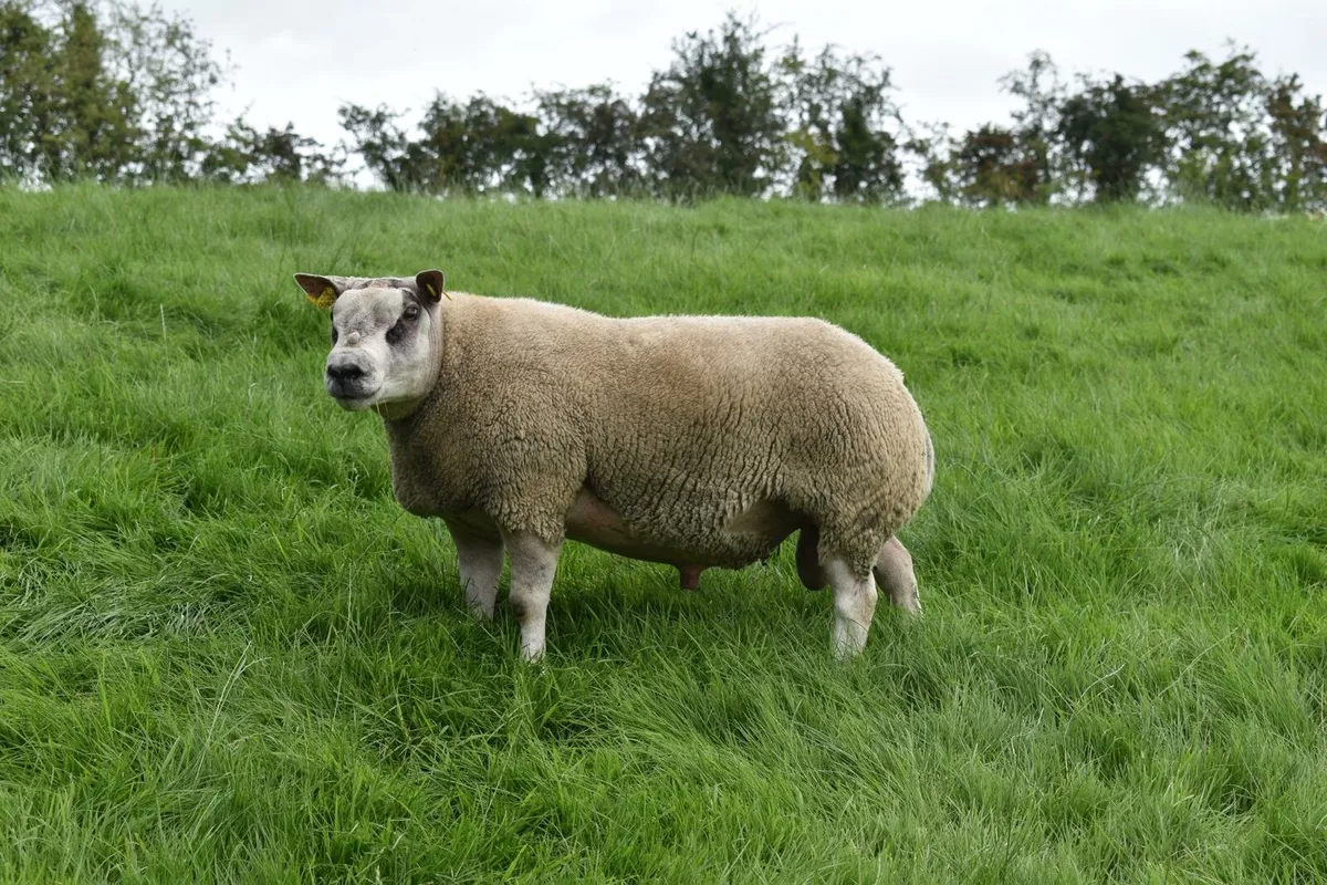 Beltex Shearling Rams & Ram lambs - Image 3