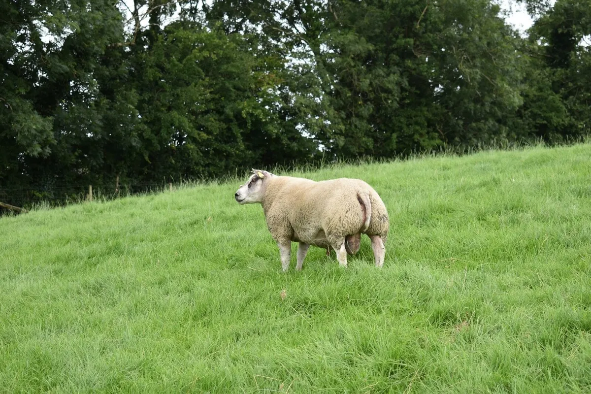 Beltex Shearling Rams & Ram lambs - Image 4