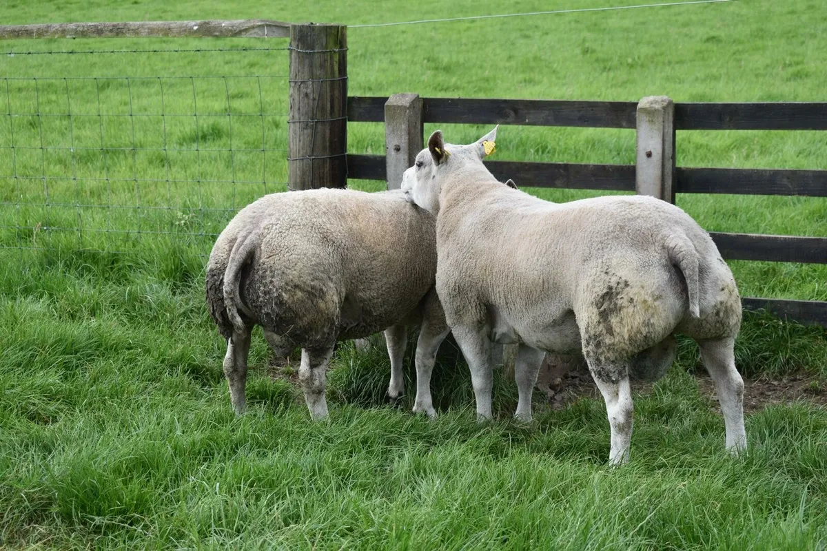 Beltex Shearling Ram & Ram lambs - Image 3