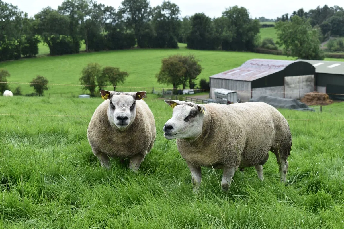 Beltex Shearling Ram & Ram lambs - Image 4