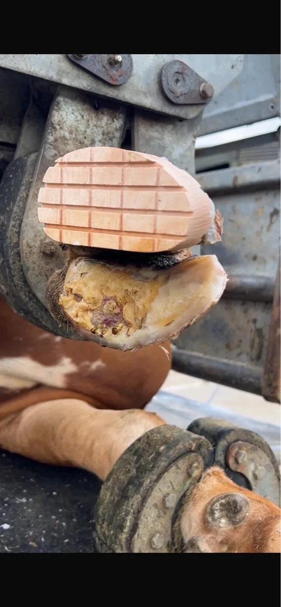 Hoof trimming and scanning - Image 2
