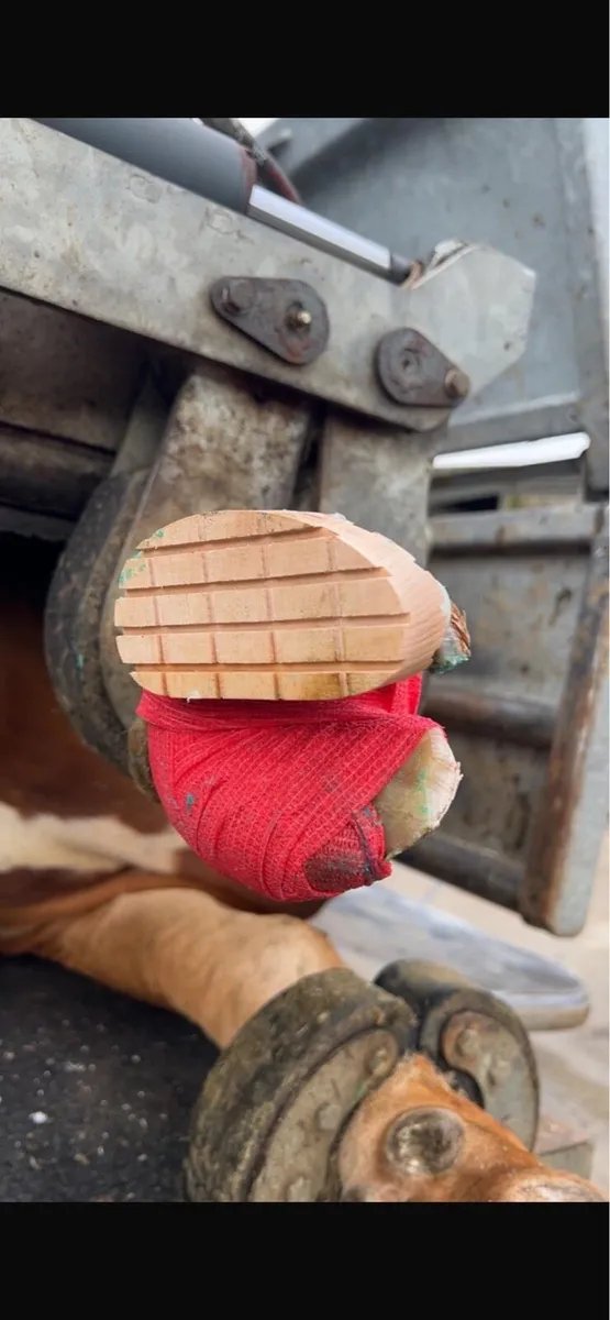 Hoof trimming and scanning - Image 3