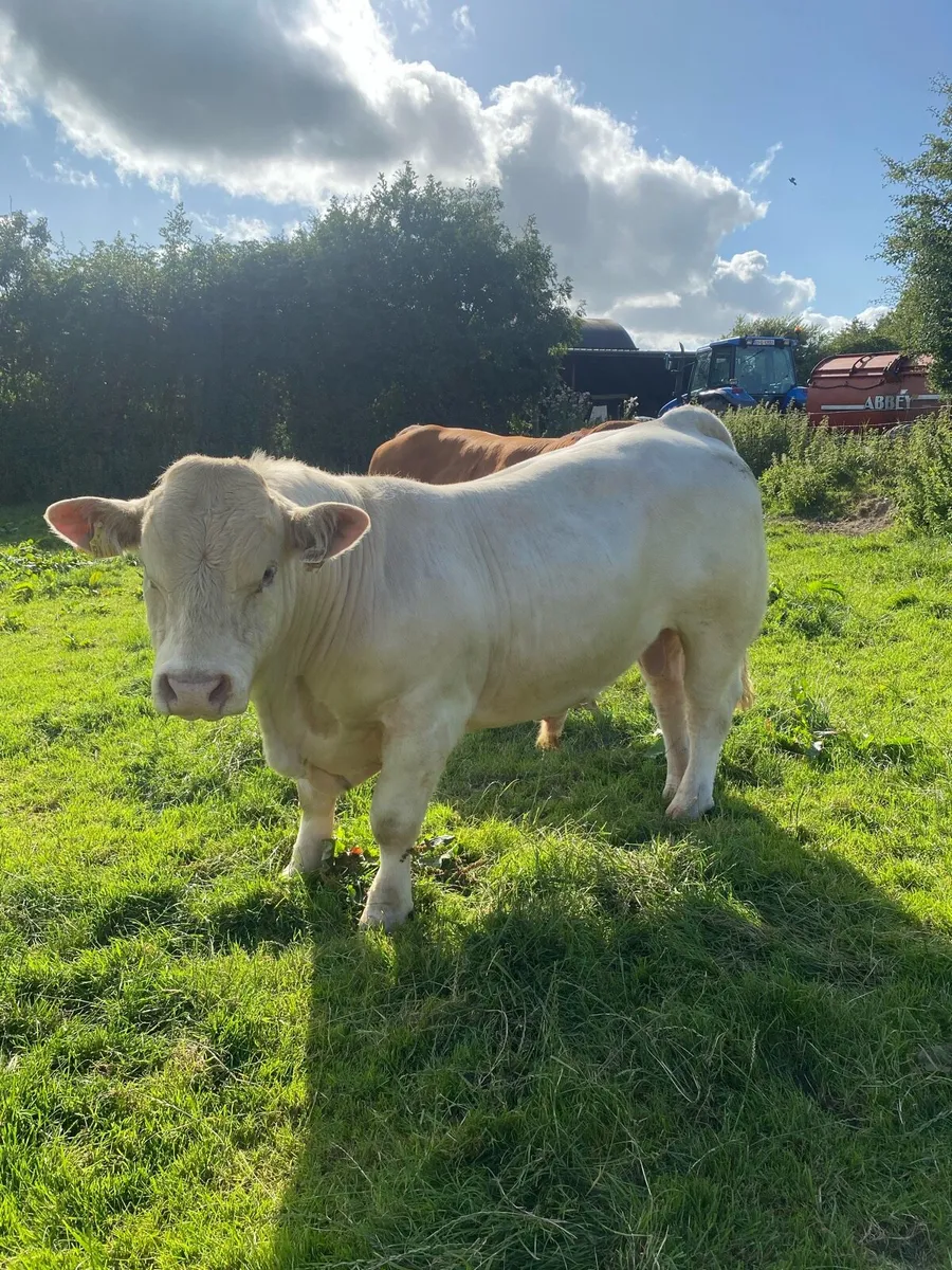 CH & LM Bulls - Image 3