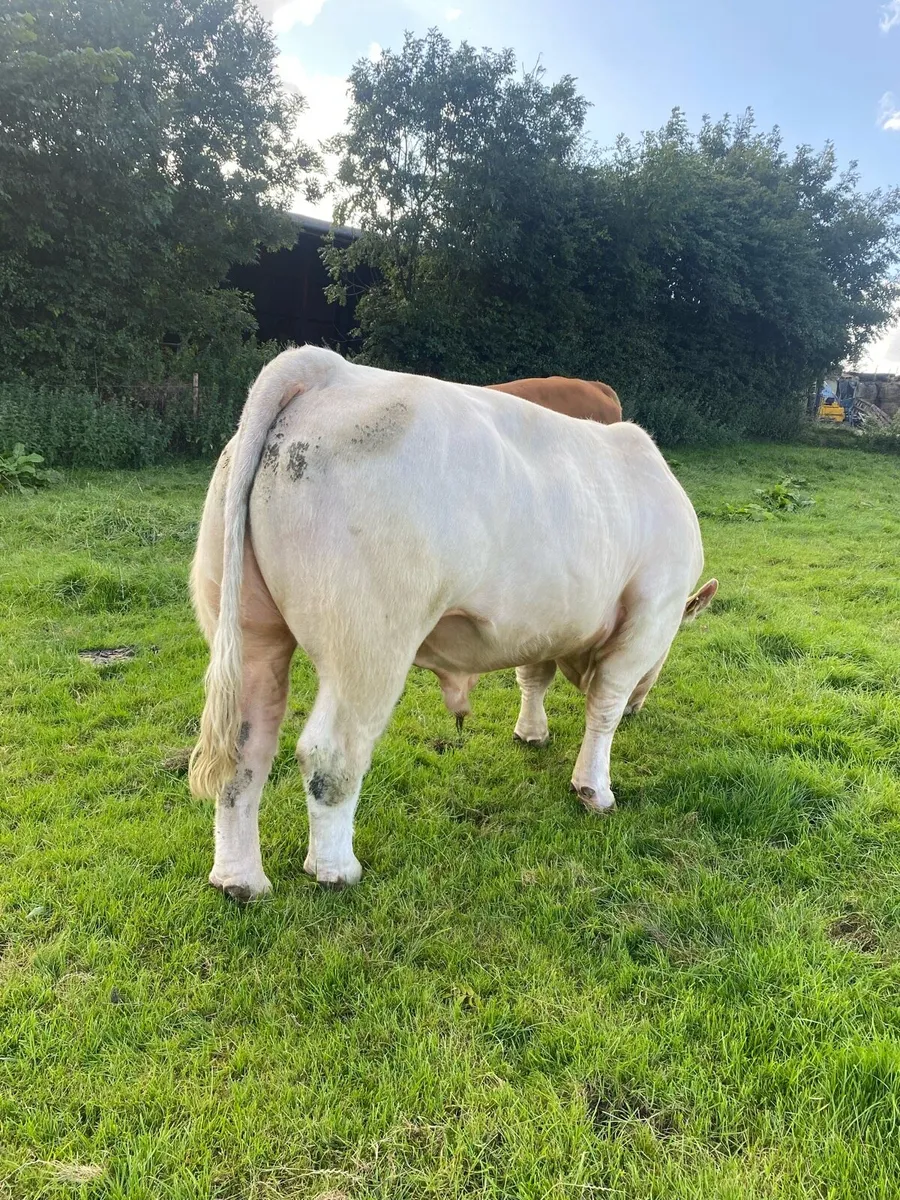CH & LM Bulls - Image 2