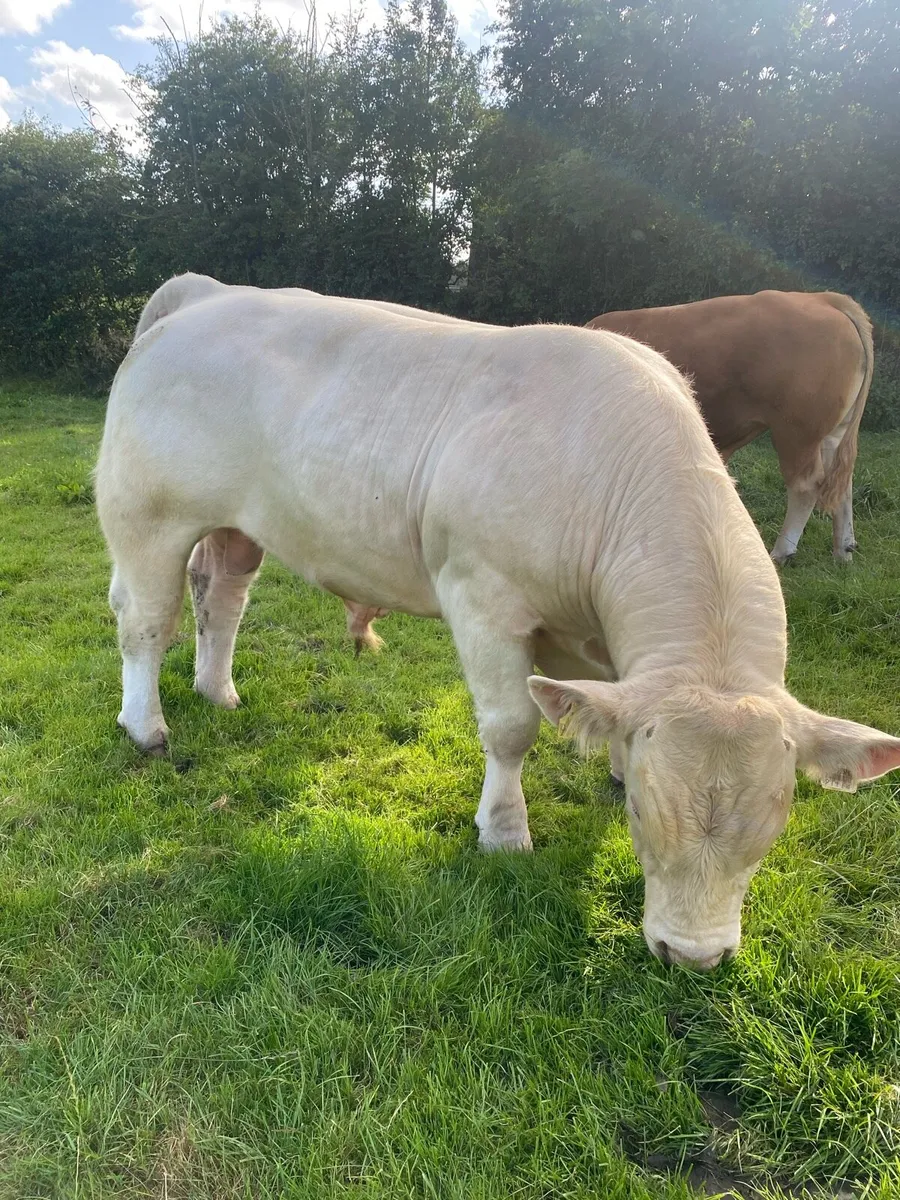 CH & LM Bulls - Image 4
