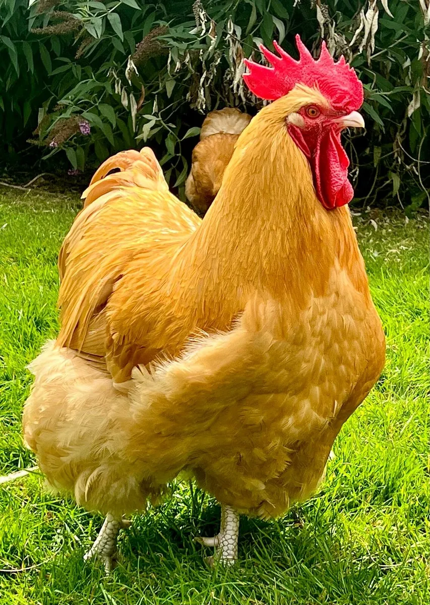 Buff Orpington pullets - Image 3