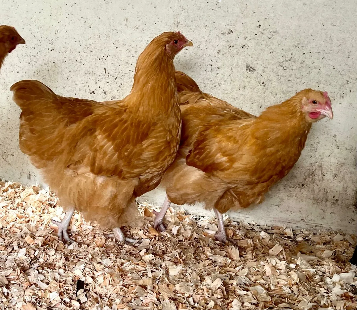 Buff Orpington pullets - Image 4