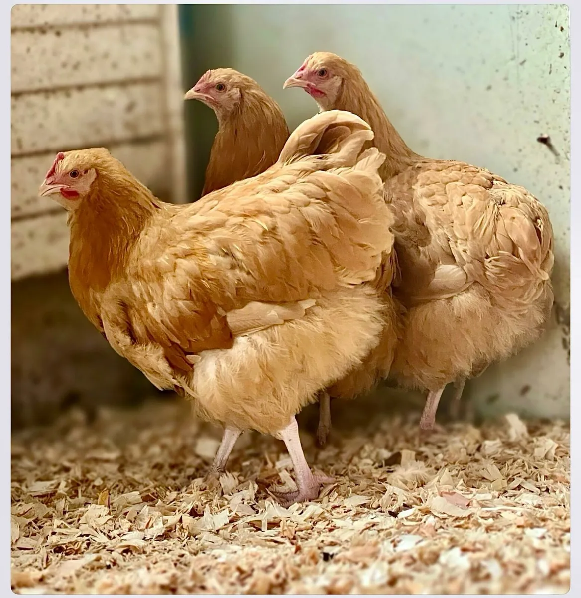 Buff Orpington pullets - Image 1
