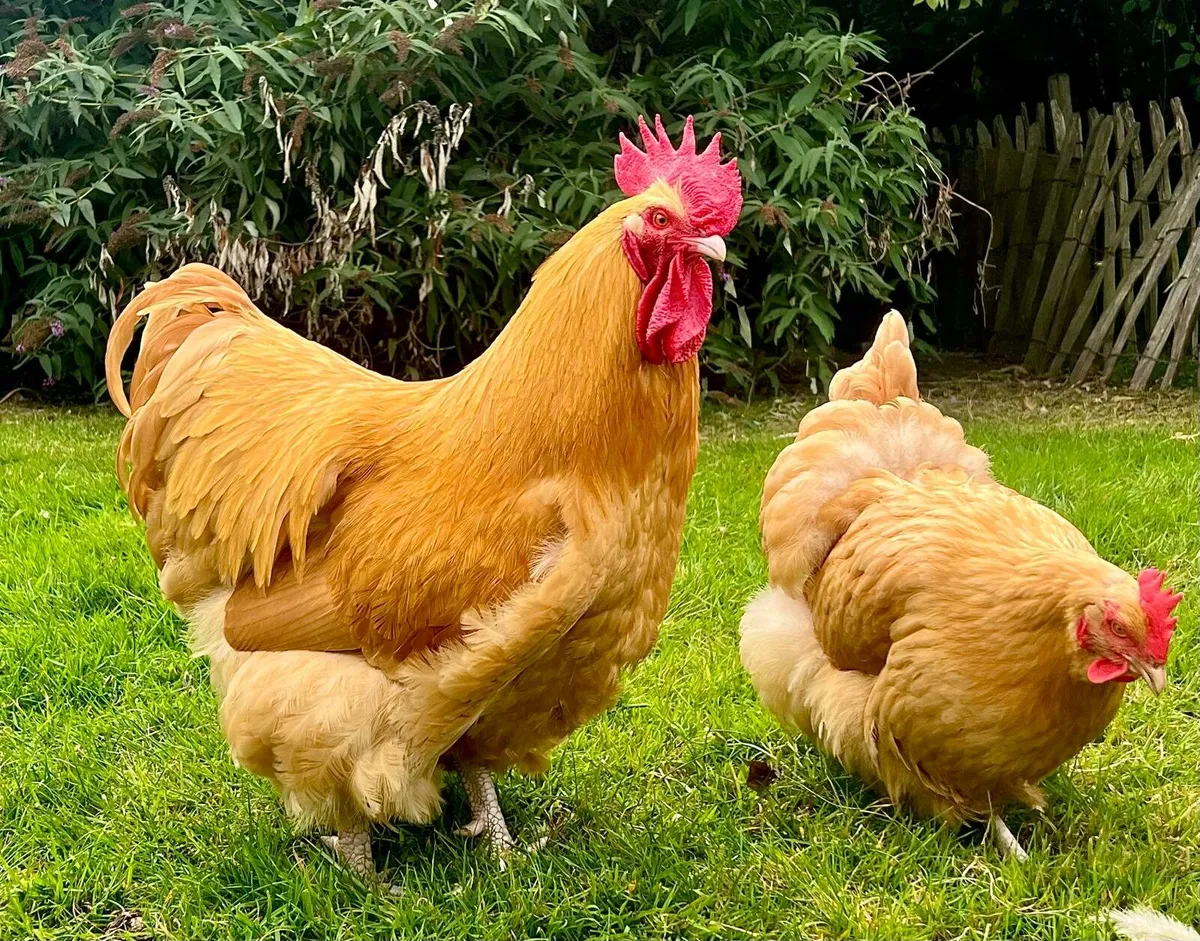 Buff Orpington pullets - Image 2