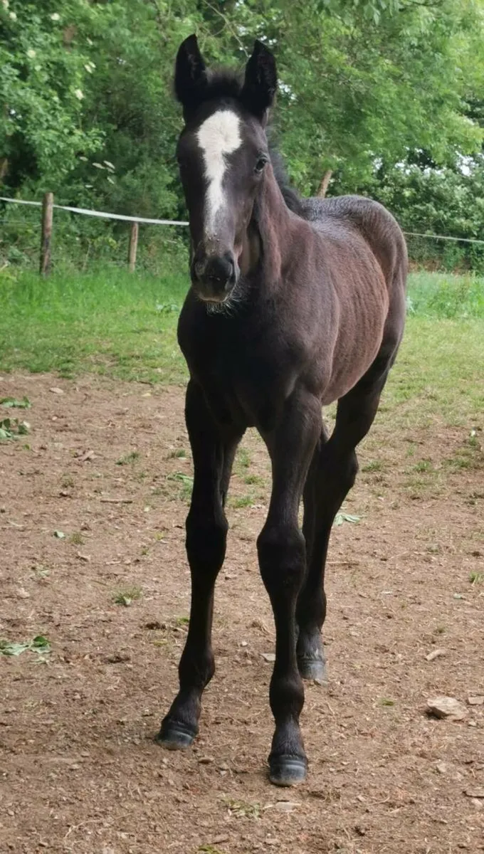 🇮🇪 Traditionally Irish bread Colt Foal🇮🇪 - Image 4