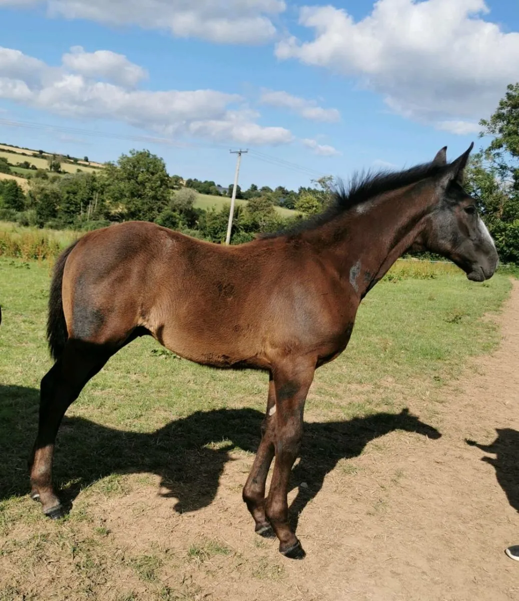 🇮🇪 Traditionally Irish bread Colt Foal🇮🇪 - Image 1