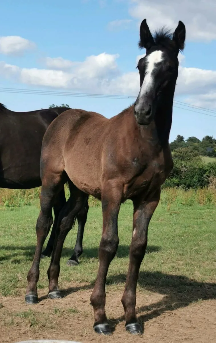 🇮🇪 Traditionally Irish bread Colt Foal🇮🇪 - Image 2