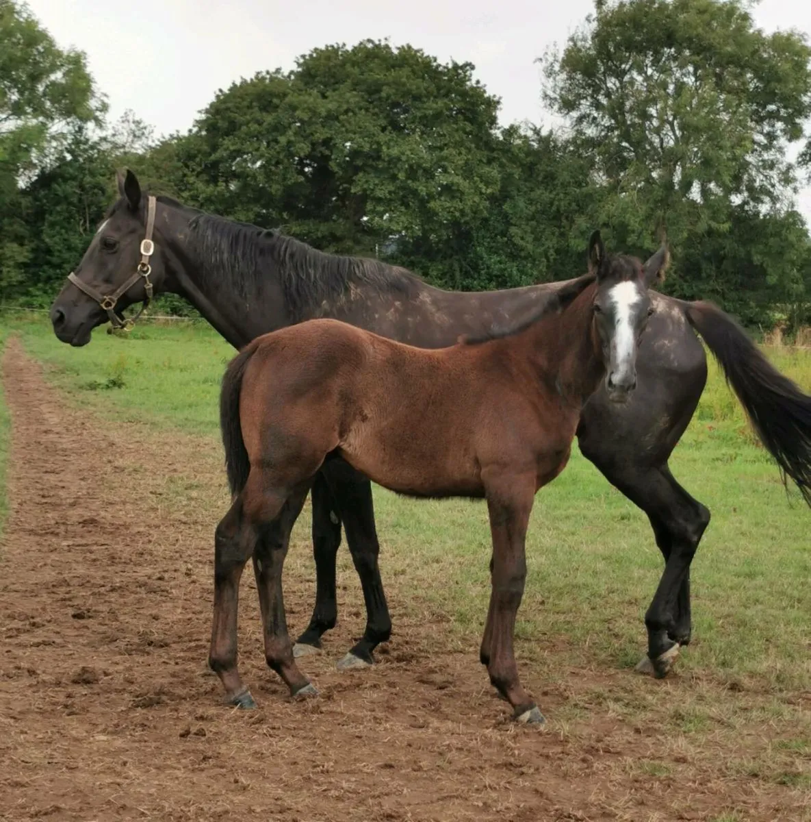 🇮🇪 Traditionally Irish bread Colt Foal🇮🇪 - Image 3