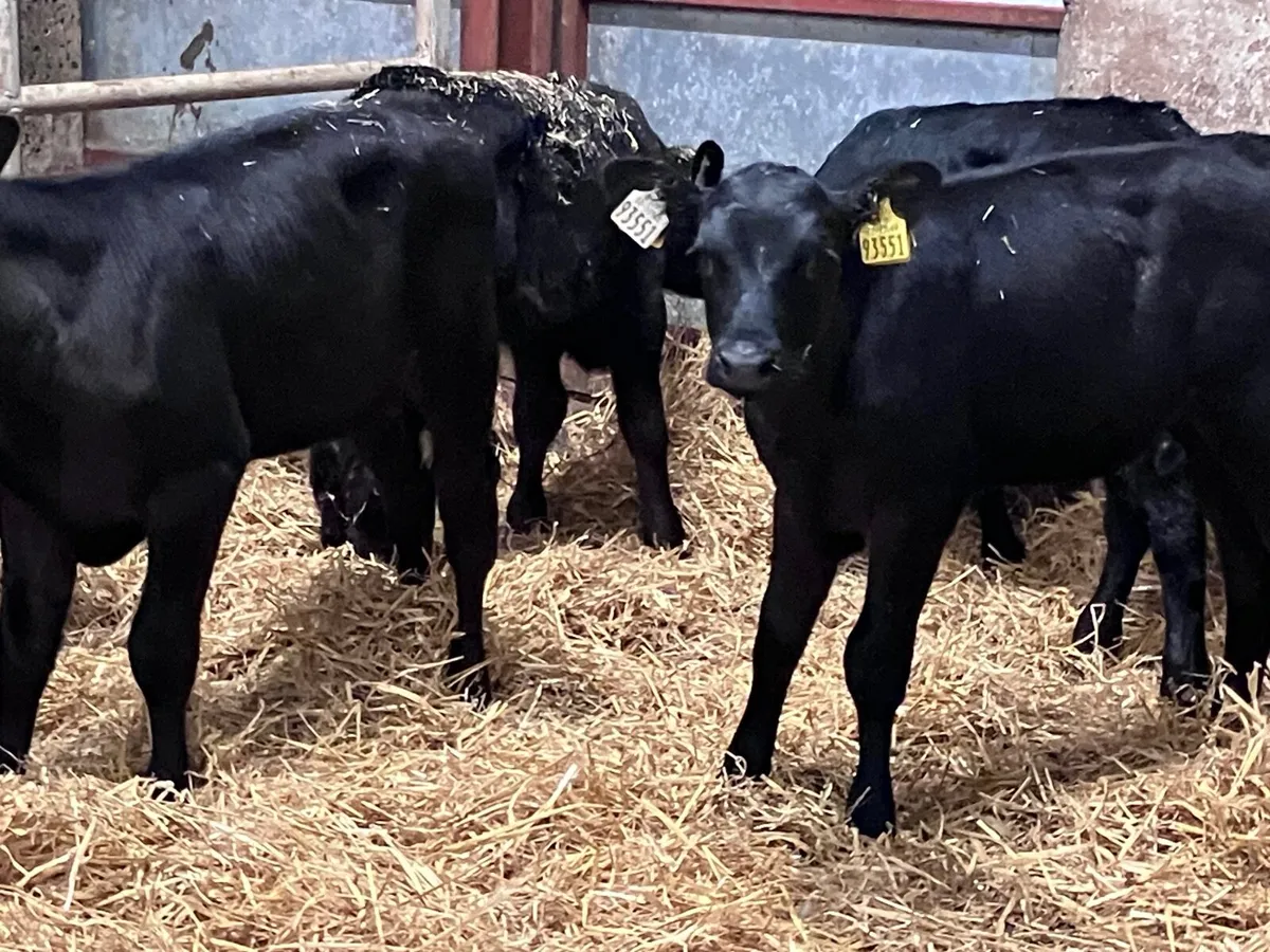 5 strong Angus calves for sale - Image 2