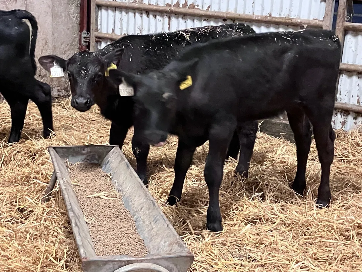 5 strong Angus calves for sale - Image 3