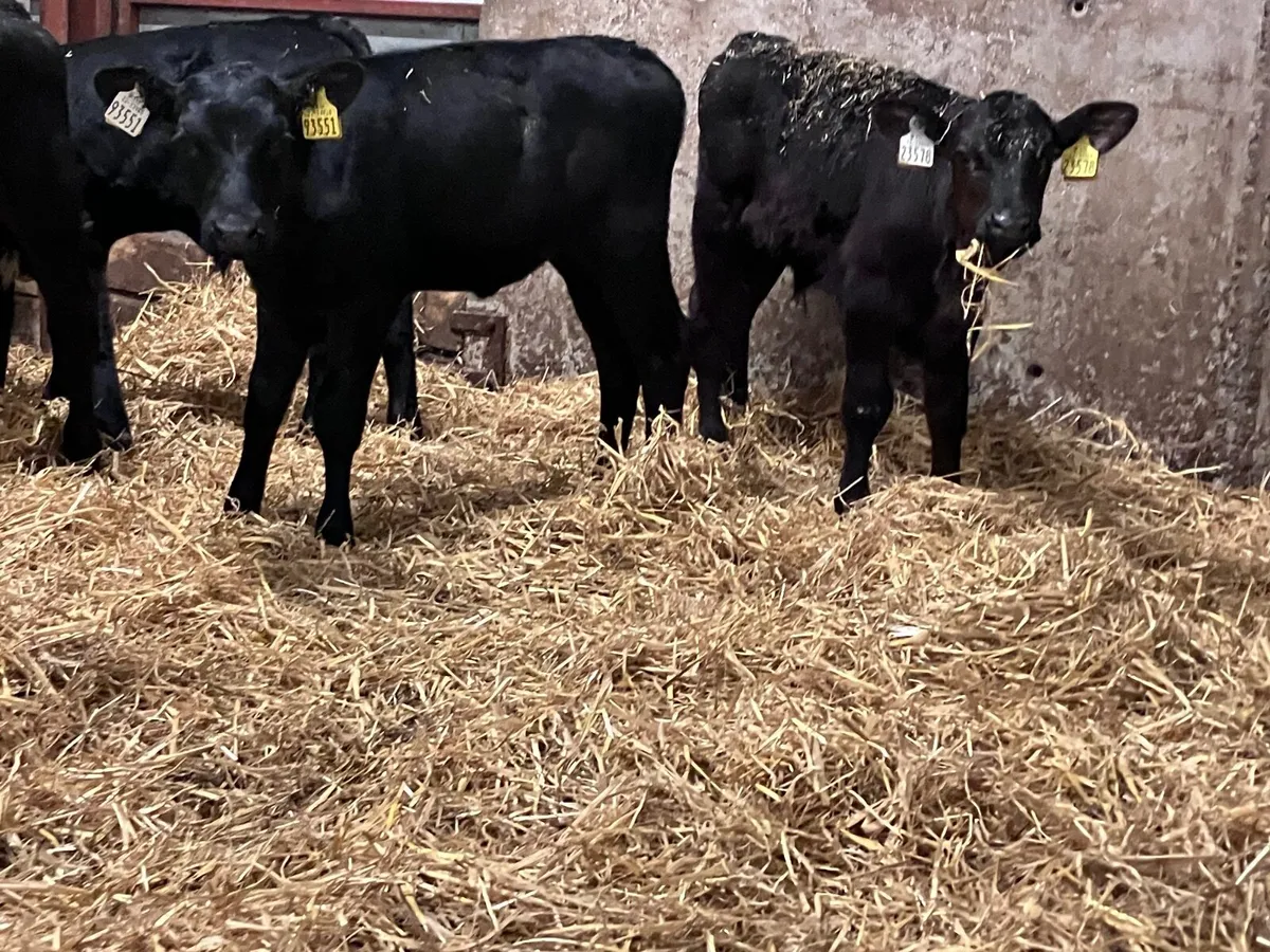 5 strong Angus calves for sale - Image 4