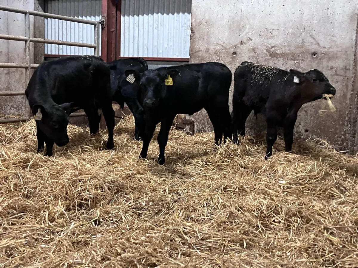 5 strong Angus calves for sale - Image 1