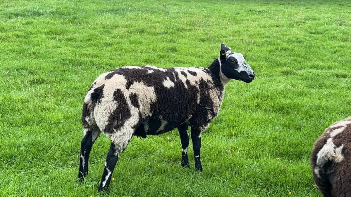 Dutch Spotted - Image 4