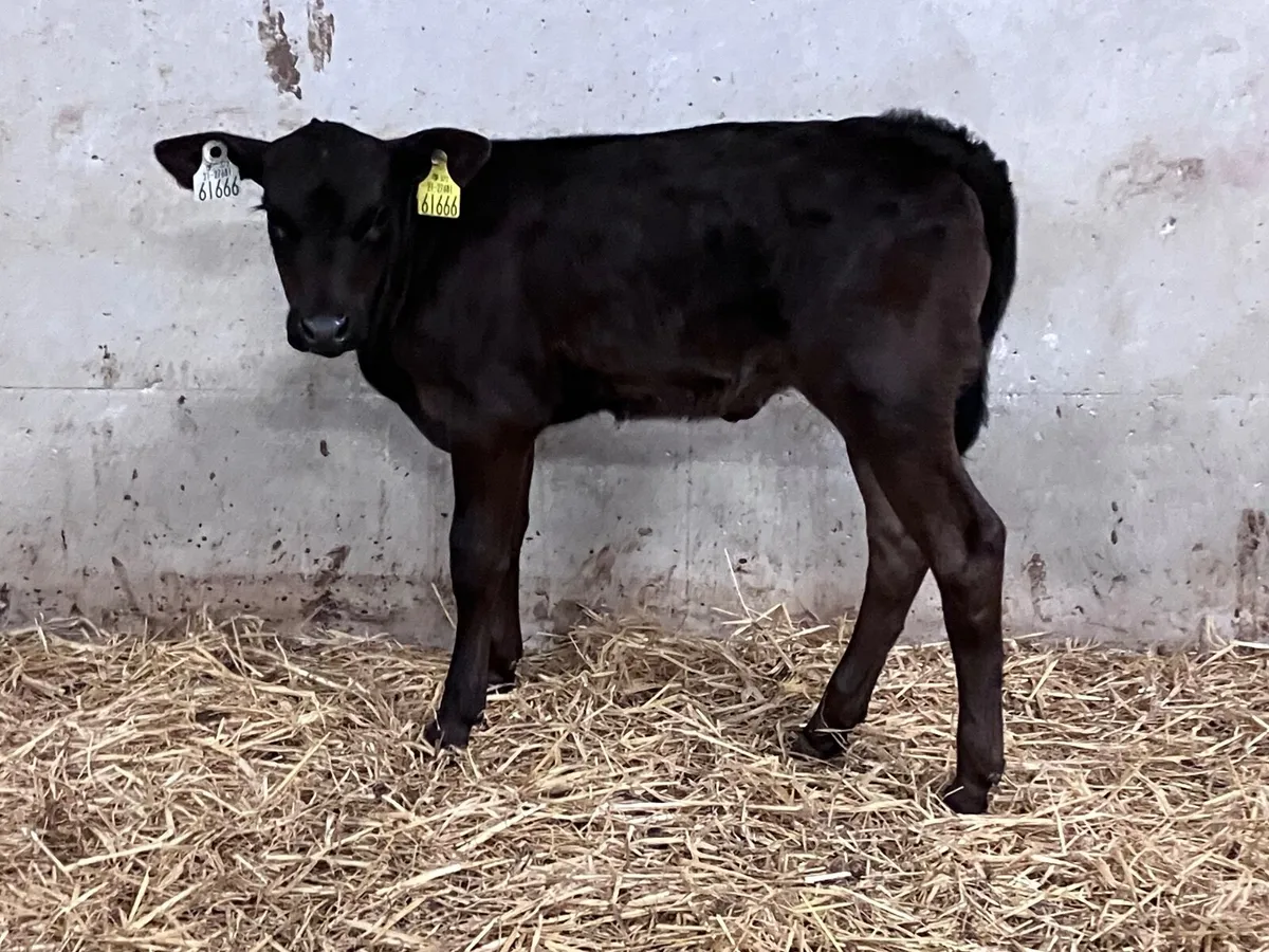 3 Angus & Hereford heifer calves for sale - Image 2